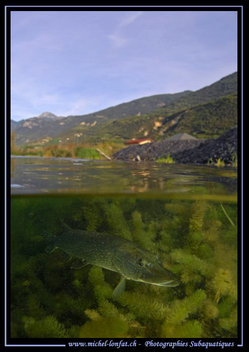 Lucky shot... with this adult Pike Fish close to the surf... by Michel Lonfat 