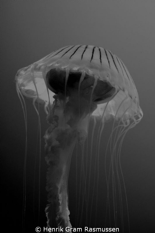 Havs Magnat (Jelly fish) by Henrik Gram Rasmussen 