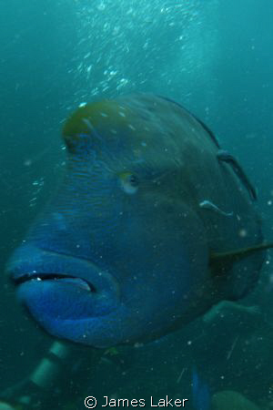 This Napoleon had just eaten an octopus and was making a ... by James Laker 