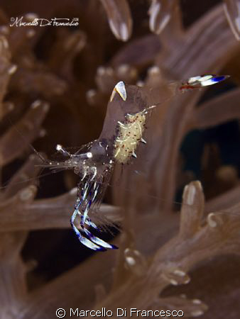 FLYING EGGS
(Coron - Philippines)
Canon Eos 550D in Nau... by Marcello Di Francesco 