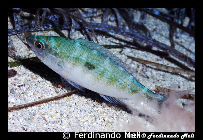 Spicara smaris. by Ferdinando Meli 