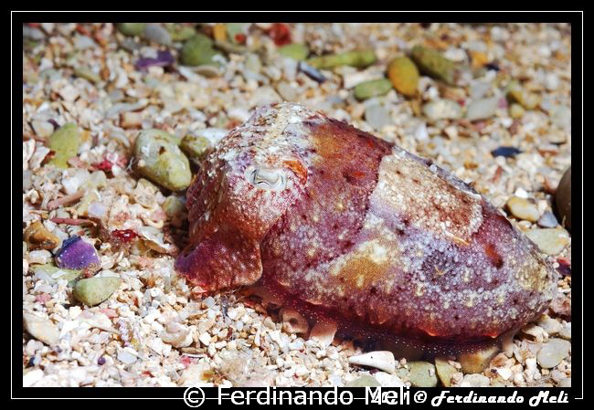 Cuttlefish (Sepia officinalis). by Ferdinando Meli 