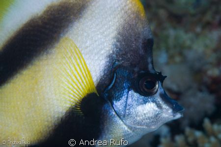 beautiful coloured fishes at the red sea (Sharm). This Mo... by Andrea Rufo 