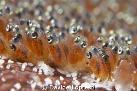 Clown fish eggs by Davide Lopresti 