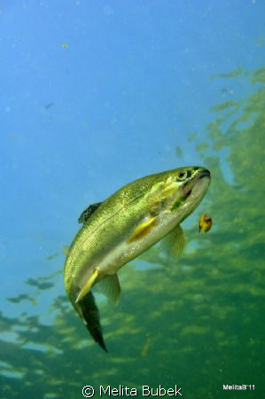 fish can fly :-)...Idrijca River...Nikon D90 by Melita Bubek 