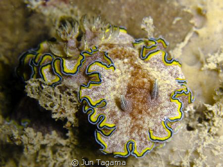 nudi by Jun Tagama 