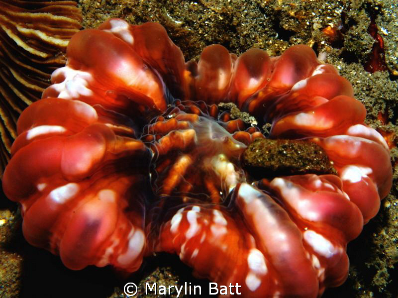 Your mantle's showing. by Marylin Batt 
