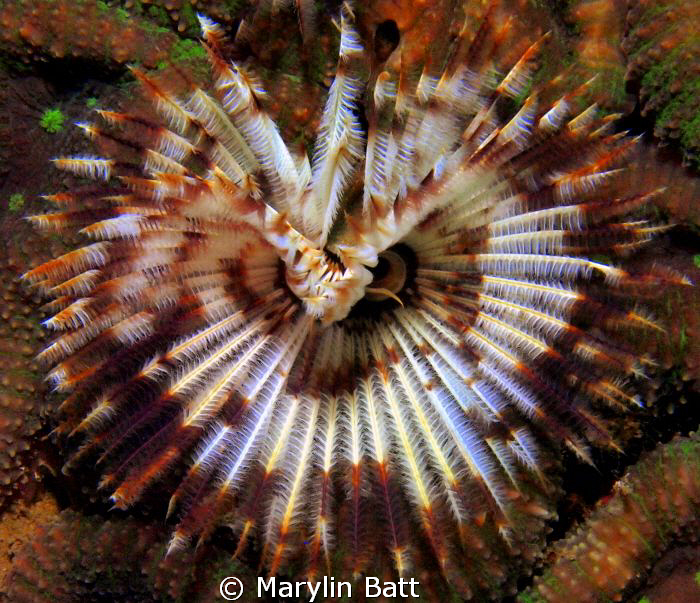 Large tube worm by Marylin Batt 