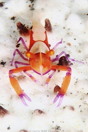 Imperial Shrimp on Sea Cucumber ... Love the color of the... by Agung Djaja Rachwan 