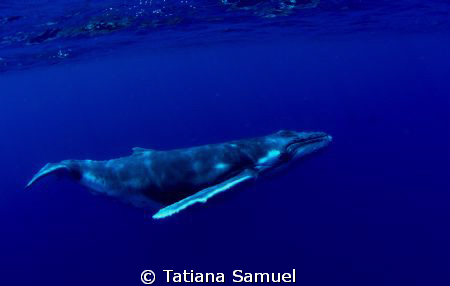a little calf who runned away from his mum, though the mu... by Tatiana Samuel 