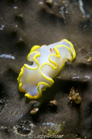 Chromodorididae; Glossodoris senda or sea goddess about 1... by Larry Polster 