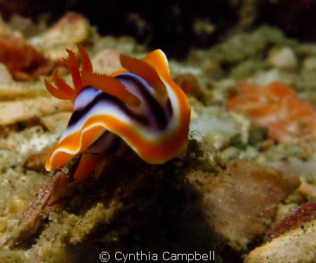 Little nudi fighting the current! 
Ikelite casing, Canon... by Cynthia Campbell 