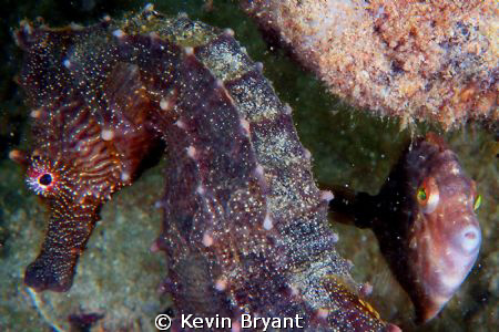Where's the saddle?? by Kevin Bryant 