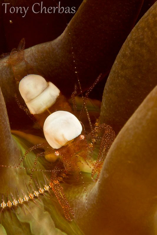 Humpty Dumpty sat on a wall... :Egg Shell Anemone Shrimp by Tony Cherbas 