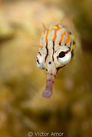 Big Eyes by Victor Amor 