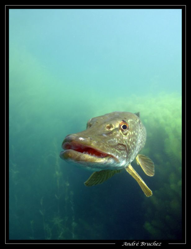 brochet... :o) by André Bruchez 