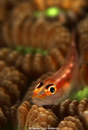 Goby of Maratua .. ! With it s surrounding coral @ Borneo... by Agung Djaja Rachwan 