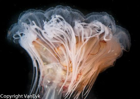 Lion Mane Jelly by Bill Van Eyk 