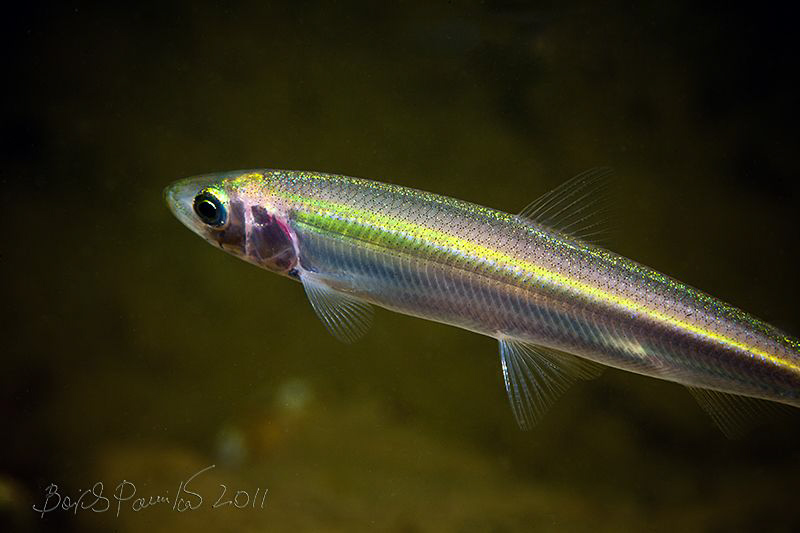 Brilliance
/Dybowskis sand eel, Naked sand lance by Boris Pamikov 