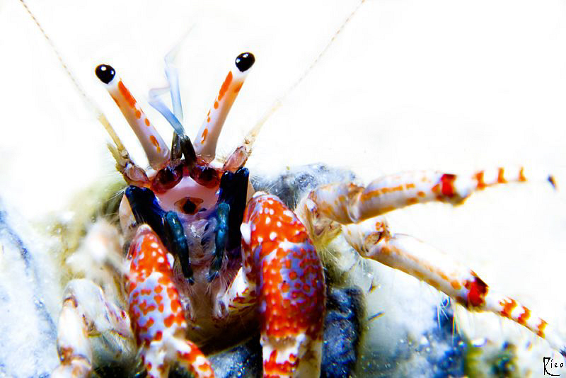High-Key shot of a juvenile hermid crab. This small ( 1 c... by Rico Besserdich 