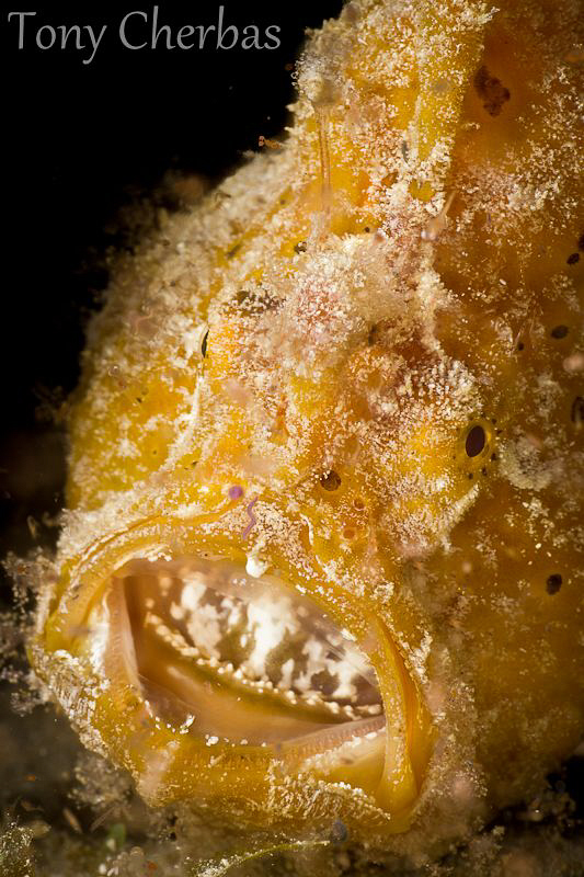 Frogfish: Say Ahhhh by Tony Cherbas 