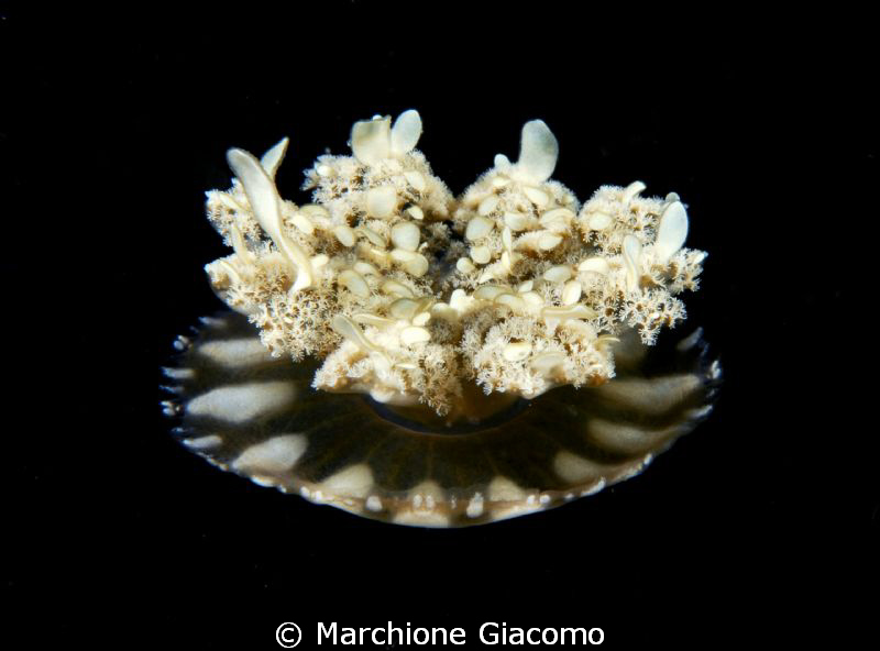 Jelly fish
Nikon D200 , 60 micro , twin strobo
Dumaguet... by Marchione Giacomo 