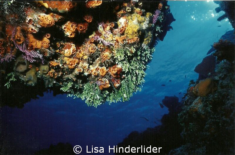 From under a ledge- Cozumel by Lisa Hinderlider 
