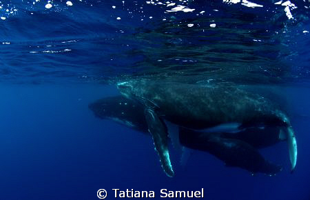 Vava'u Group - Tonga 
Mum and calf aving a swim by Tatiana Samuel 