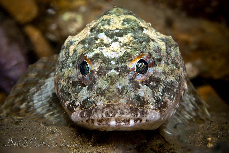 Sad fish
/ Snowy sculpin by Boris Pamikov 