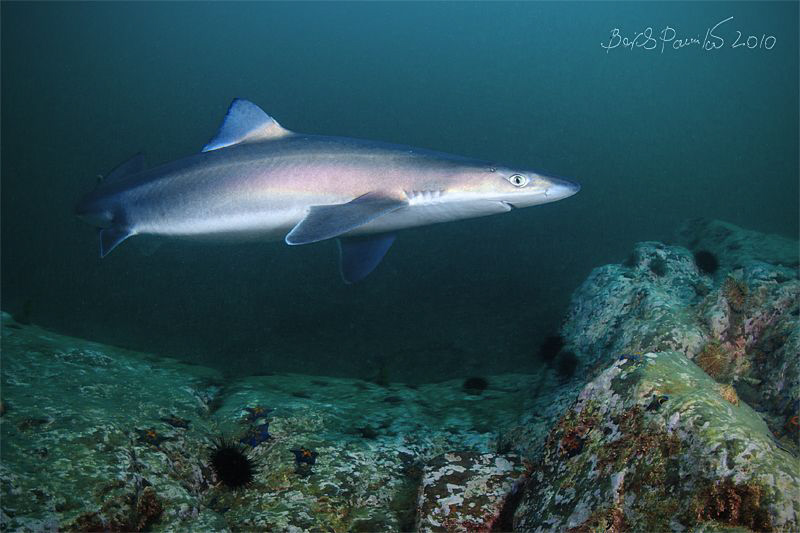 very pregnant and very curious
/ spiny dogfish by Boris Pamikov 