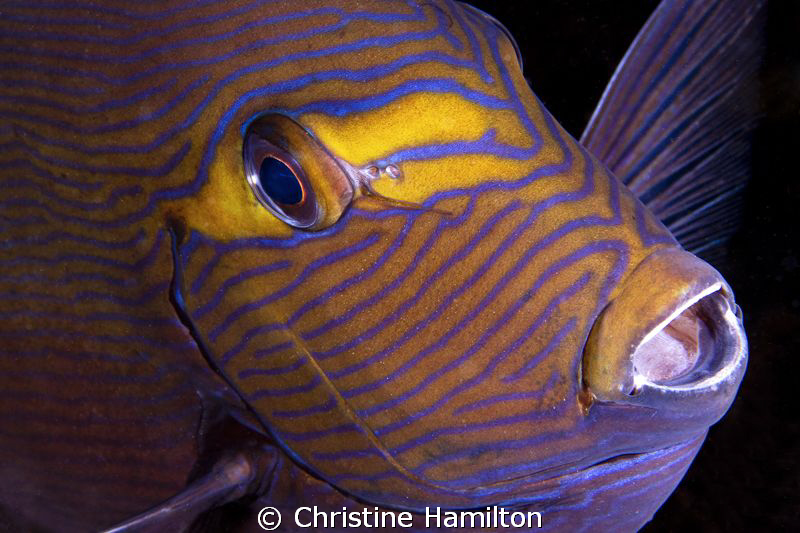 Helloooooooo by Christine Hamilton 