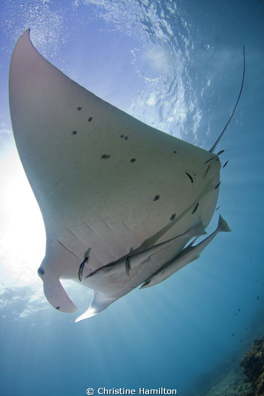 Magnificent Manta by Christine Hamilton 