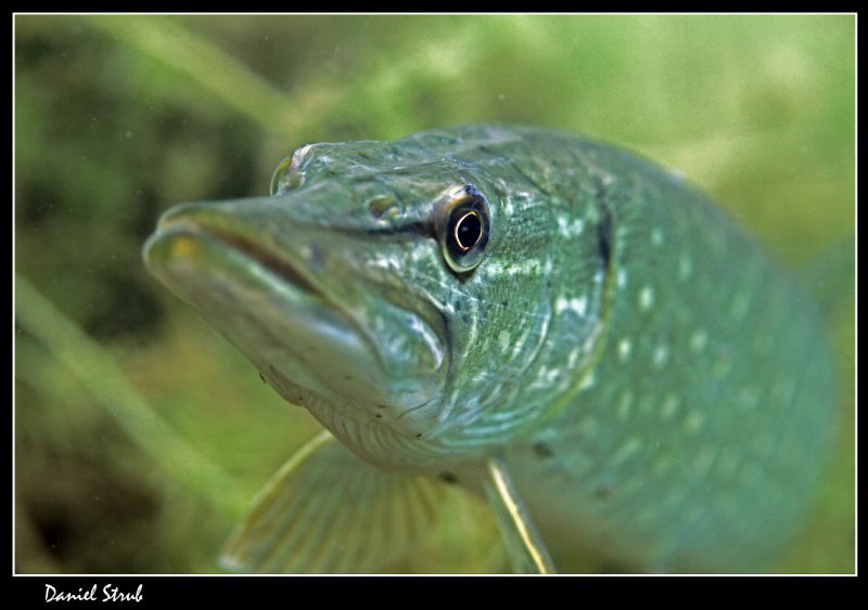 Portrait of a young Pike :-D by Daniel Strub 