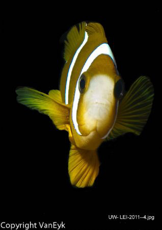 Clownfish taken at Lady Elliot Island near Hervey Bay Sou... by Bill Van Eyk 