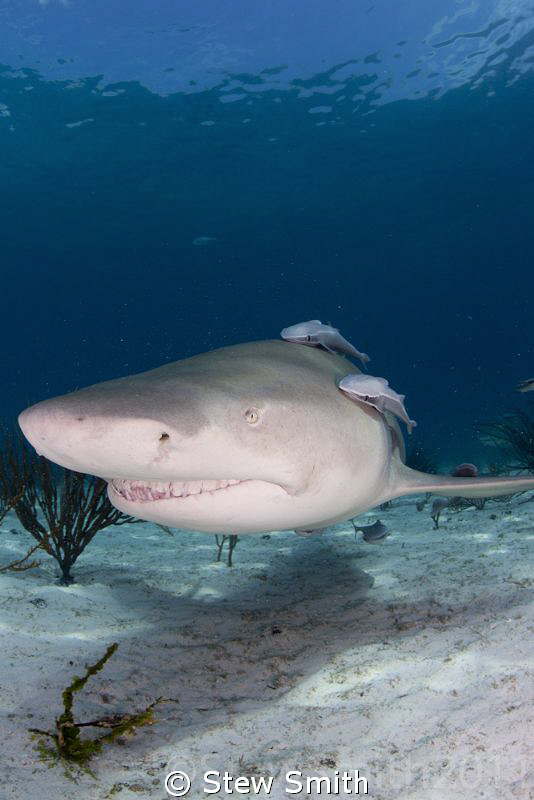 One of the Lemons at Tiger Beach by Stew Smith 