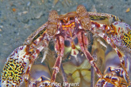 This creature was oblivious to me for the 45 minutes or s... by Kevin Bryant 