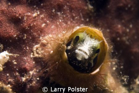Secretary blenny, D300-60mm ,+10 subsee by Larry Polster 