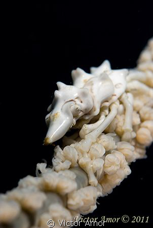 Ivory by Victor Amor 