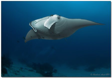 Manta ray at Fairy Tale, a divespot near Helengeli, North... by Reinhard Arndt 
