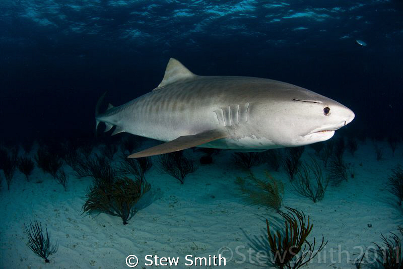 Tiger Shark makes a pass as the sun gets low by Stew Smith 