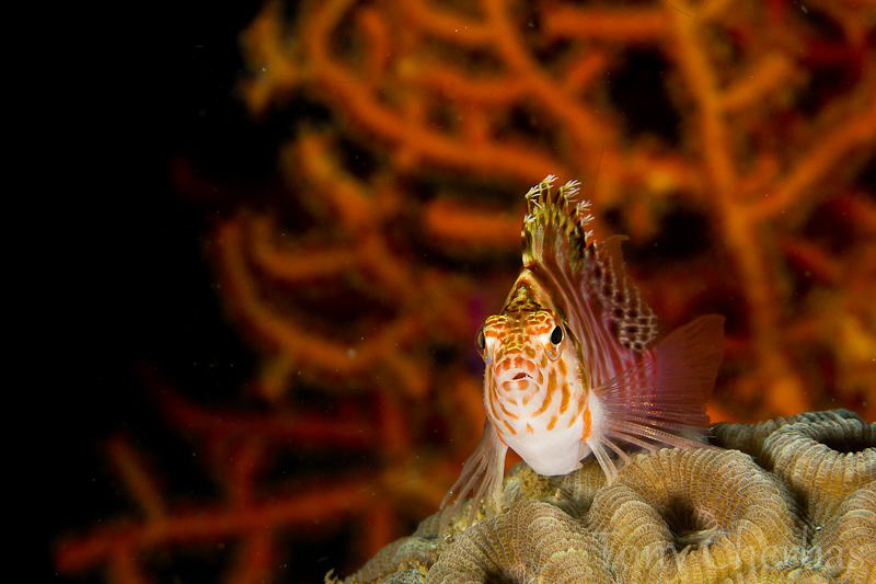 Threadfin Hawkfish by Tony Cherbas 