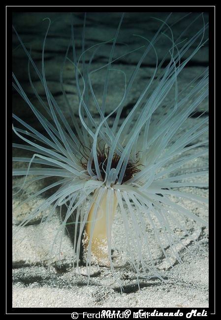 A beautiful Cerianthus inside the sand of the bottom's sea. by Ferdinando Meli 