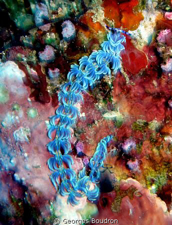 blue nudi by Georges Boudron 