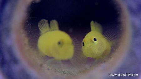 Strobeless - no flash, no strobe, no PS/LR editing @ 16 m... by Tim Ho 
