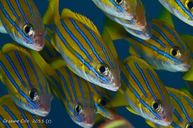 Schooling stripes. by Graeme Cole 