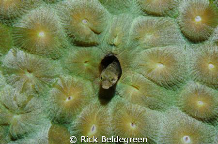 Secretary Blenny
Nikon D7000 60 mm F/16 1/250 sec iso 20... by Rick Beldegreen 