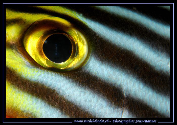 Stripped Eye in the Maldives... :O)... by Michel Lonfat 