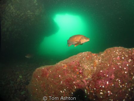 Taken while freediving through the cathedral rock, St Abbs. by Tom Ashton 
