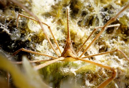Underwater Alien-Taken in Cozumel with Sea&Sea MM II Ex s... by Michael Shope 