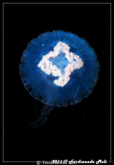 Pelagia noctiluca. by Ferdinando Meli 